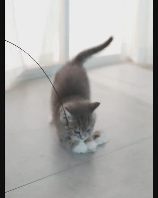 Gör din katt lycklig! Jaktbågen aktiverar din katt på nolltid!